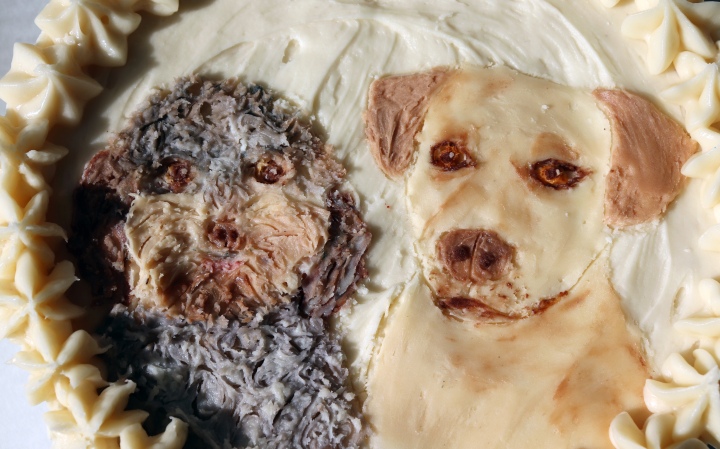 dog cakes & the cake conceptualization process